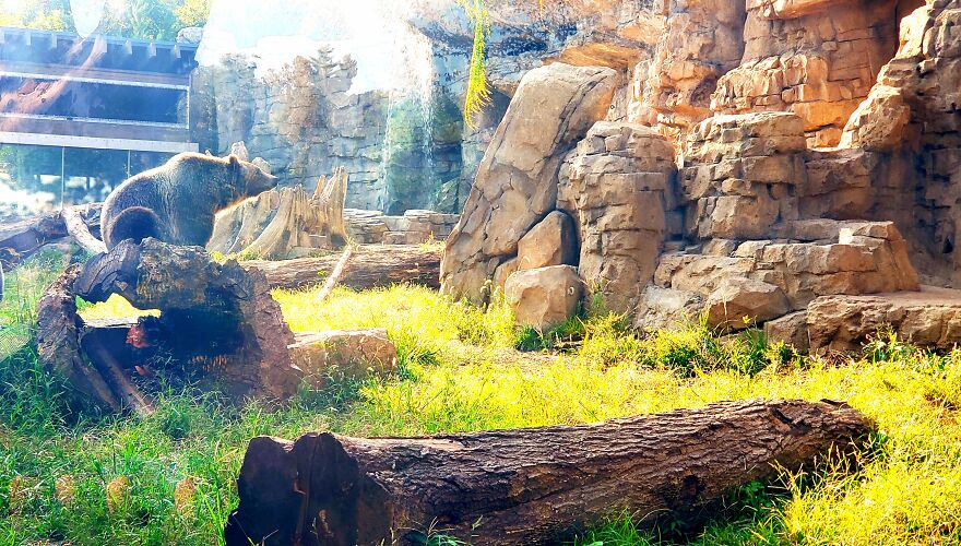 The Bear Posed Majestically When I Went To The Zoo