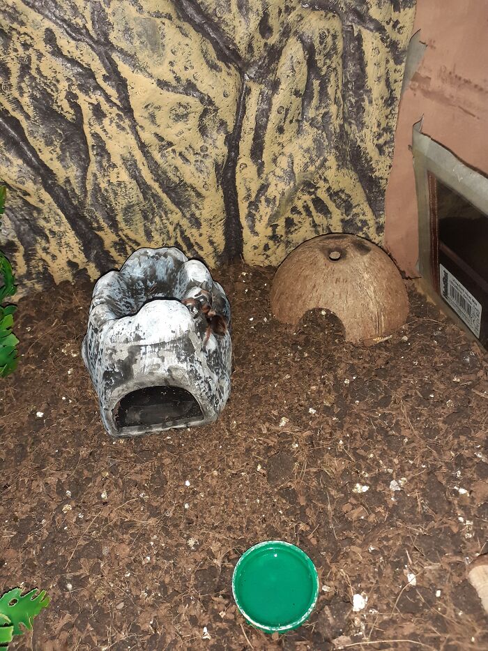 My Tarantula Named Tarantulina Jolie