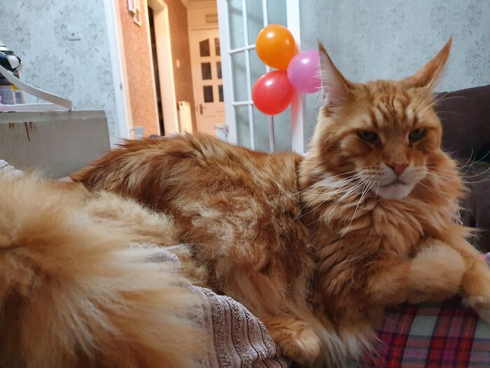 Jim, The Main Coon, Who Still Has The Greatest Smug Expression