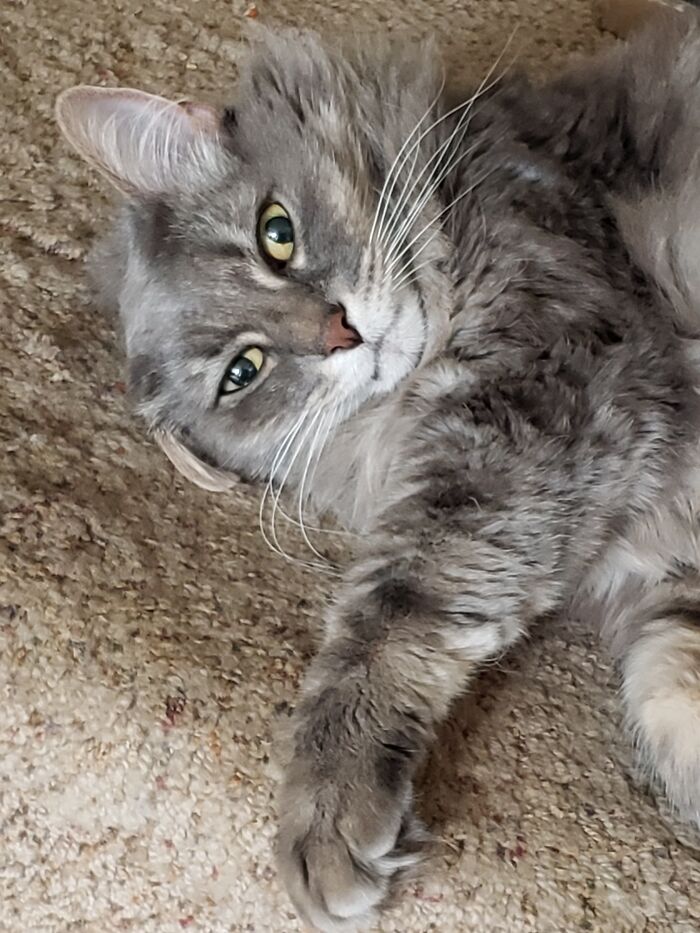 The Foof Is Being A Derp, As Always