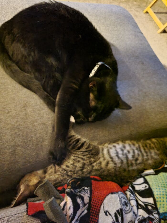 You Will Sleep Between The Cushions