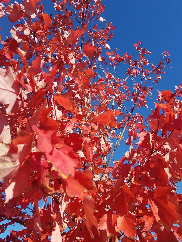 Autum Leaves With A Clear Sky