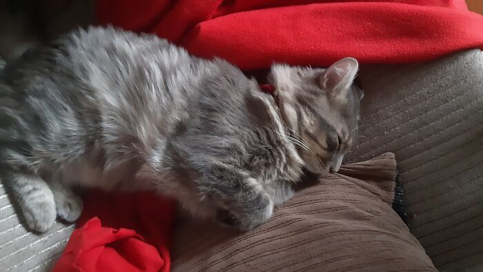 He Is Too Beautiful For A Cat!