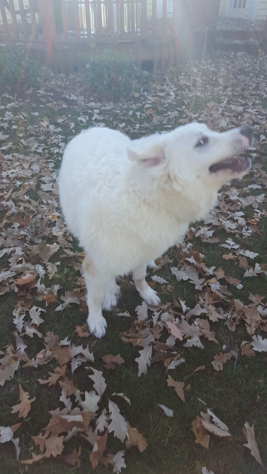 These Are Some Of The Lots Of Images I Have Of My Little (I Mean Big) Floofer. These Are Some Of The Lots Of Images I Have Of My Little (I Mean Big) Floofer.