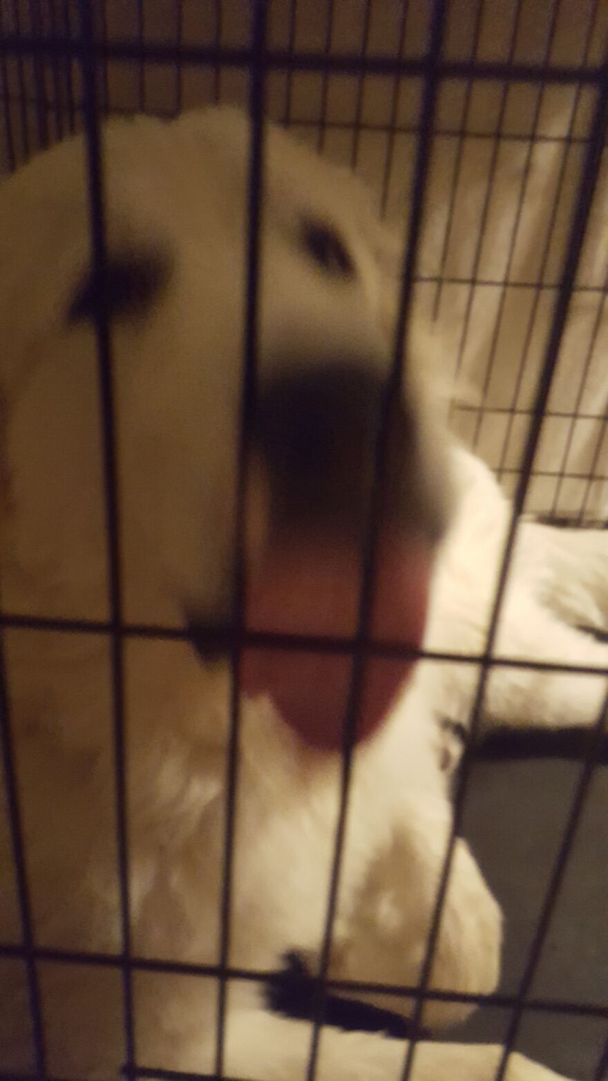 These Are Some Of The Lots Of Images I Have Of My Little (I Mean Big) Floofer. These Are Some Of The Lots Of Images I Have Of My Little (I Mean Big) Floofer.