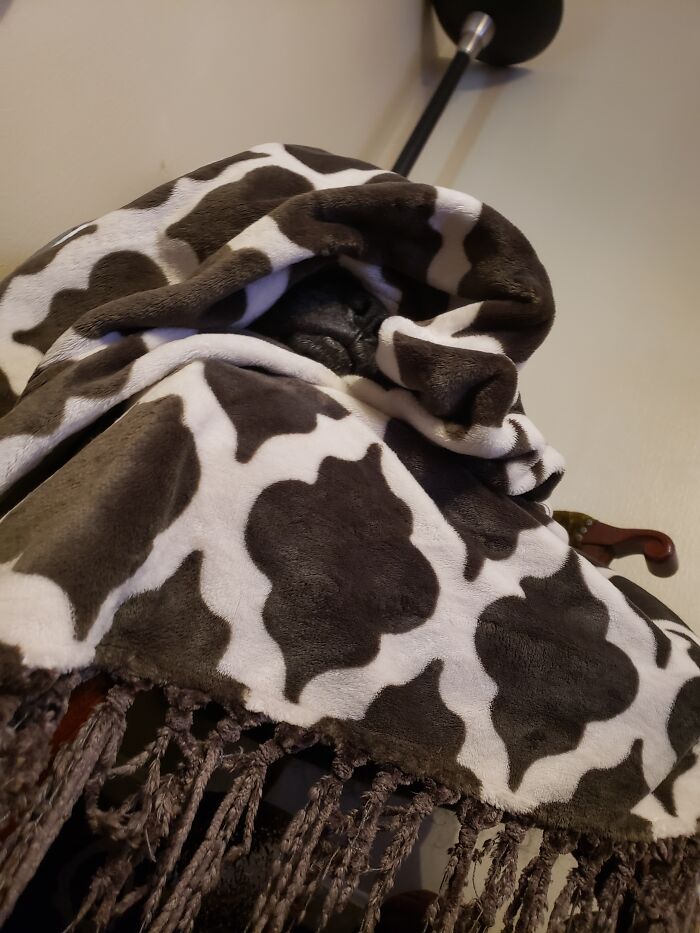 It Was Really Cold, So I Wrapped Him Up