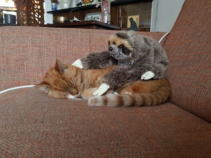 Remember That Old Website? Stuffonmycat?