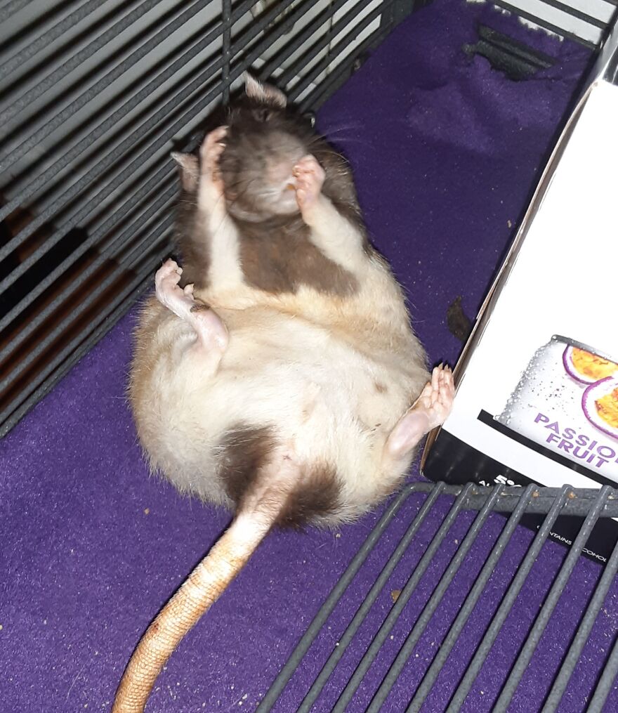 3 Yr. Old Meeko Giving Herself A Good Cleans