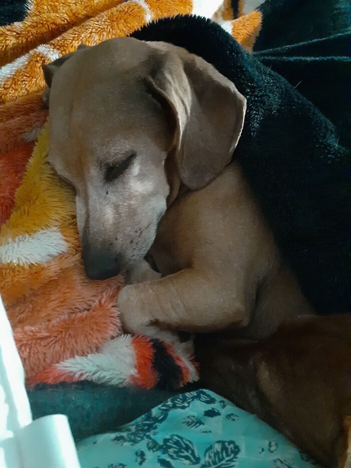 Sausage Puppy Hard At Work