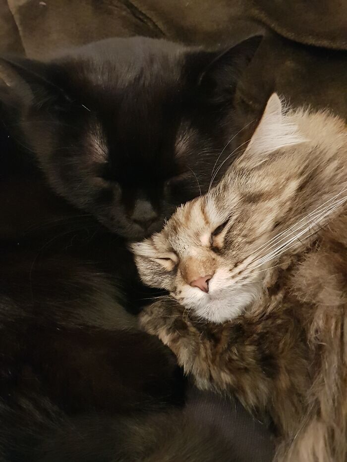 Meet Jamie (Bsh) And Juna (Maincoone)