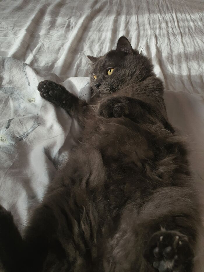 Tom, The Elegant Donut