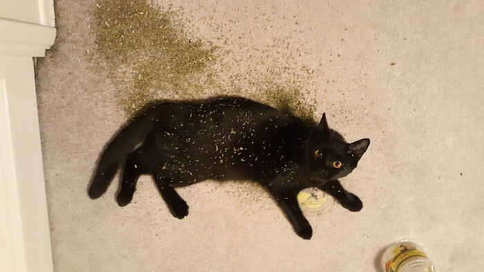 Meee? No No No, I Didnt Just Get Into Anything!! Weird Hooman....