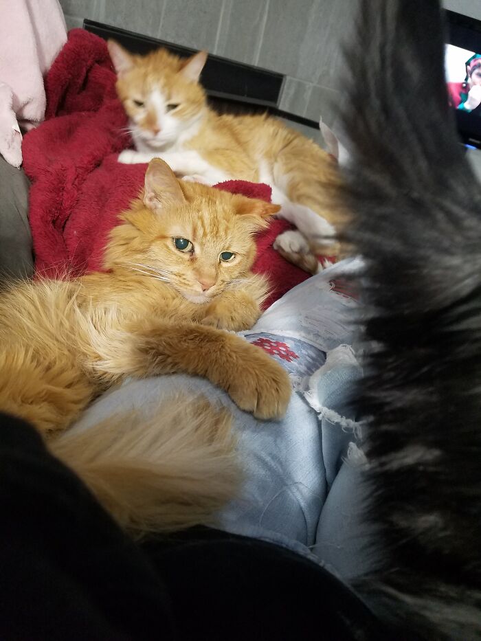 Staying Warm W A Cat Blanket