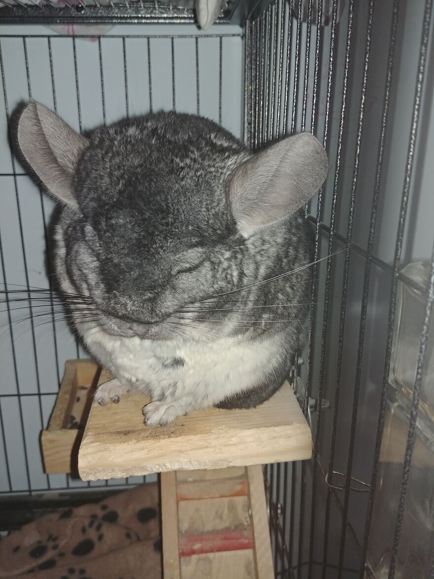 He Is A Mouse, Just A Fuzzy One.