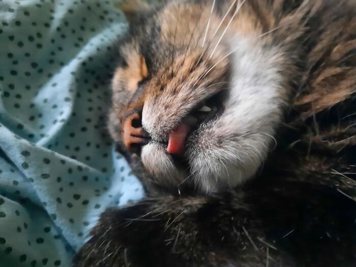 Kink The Beast Sleeping Happily