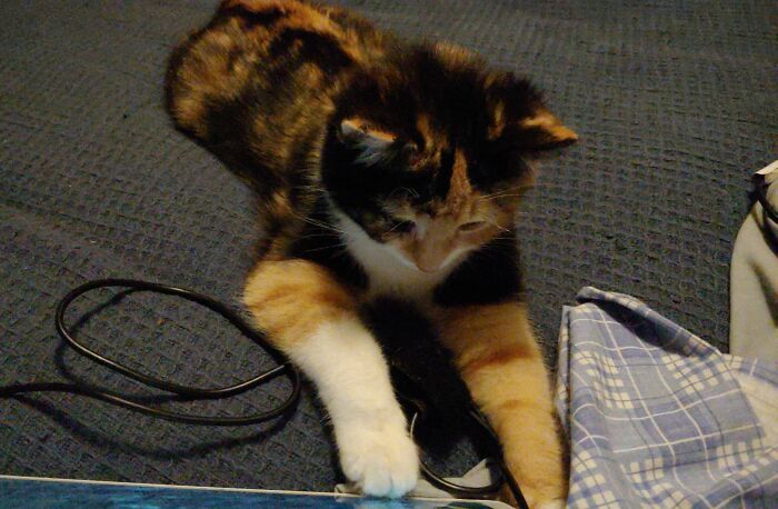 Pixie Dust Playing Her Fish Game