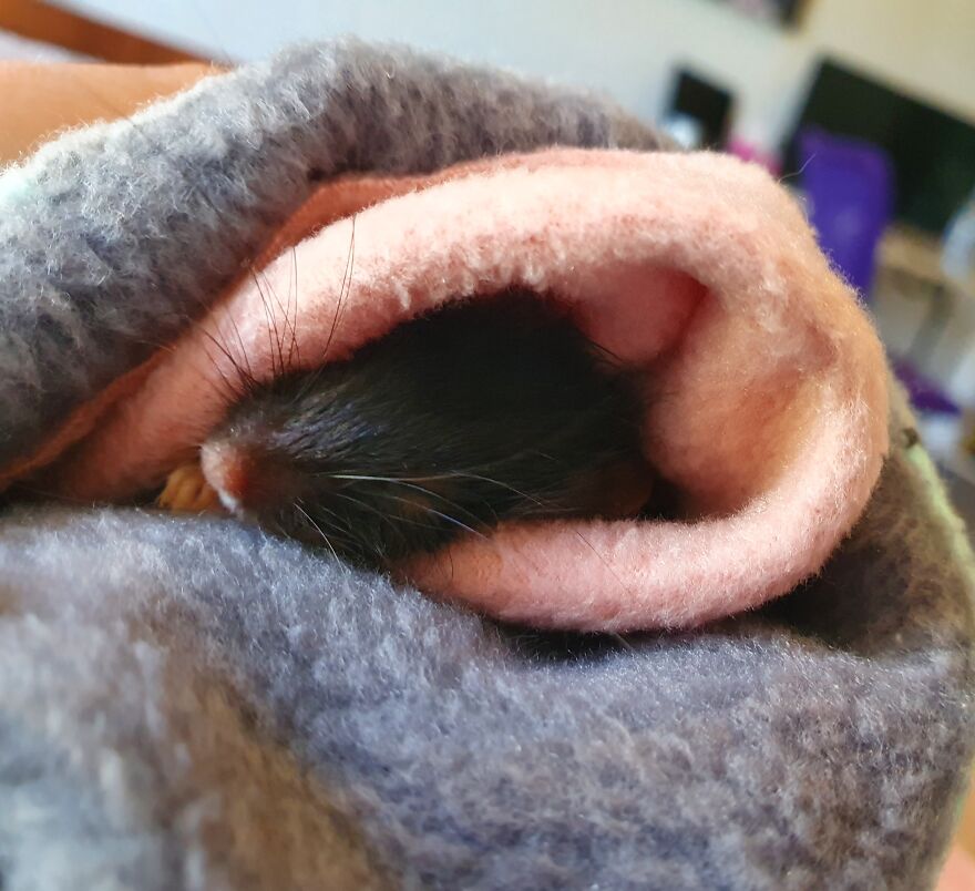 Another Photo Of Pineapple! Rip