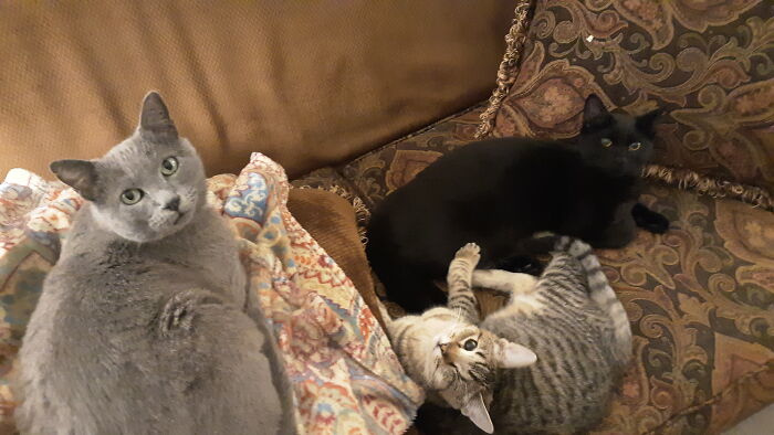 Trouble? Uhhhh, No. We Have No Idea What You Could Be Going On About.