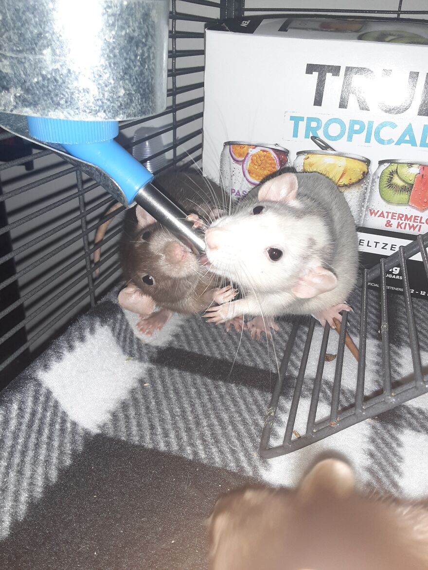 Marshmallow And Pimento Trying To Share Drinks