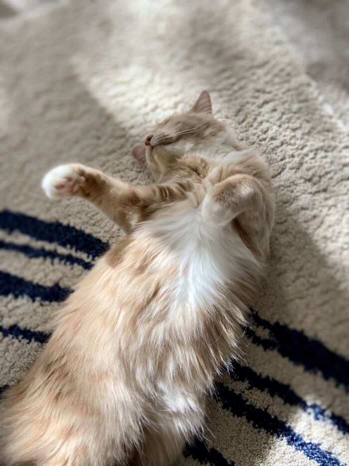 My Cat Alastor In One Of His Common Positions