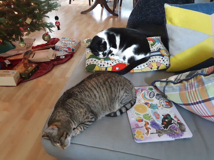 Lily And Everest Sleeping It Off....