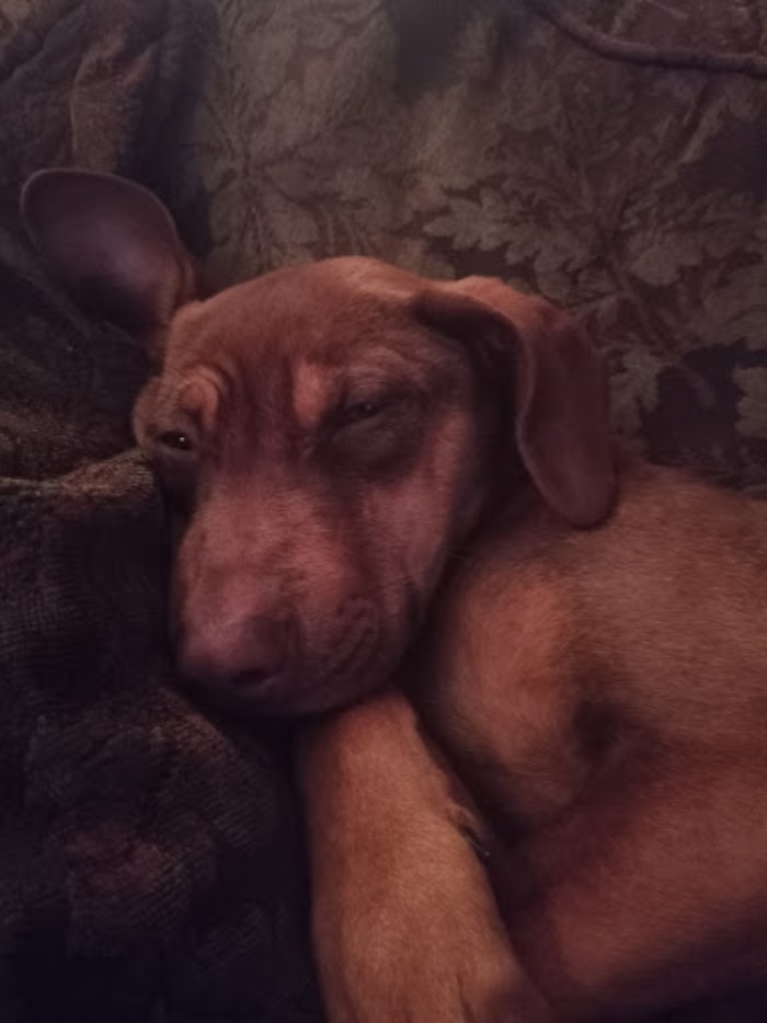 This Is My Favorite Pic Of My Derpy Lil Girl, Lulu!