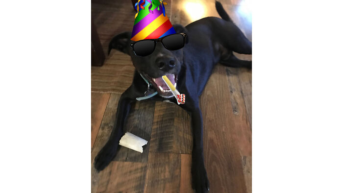 Happy Birthday, Hooman!