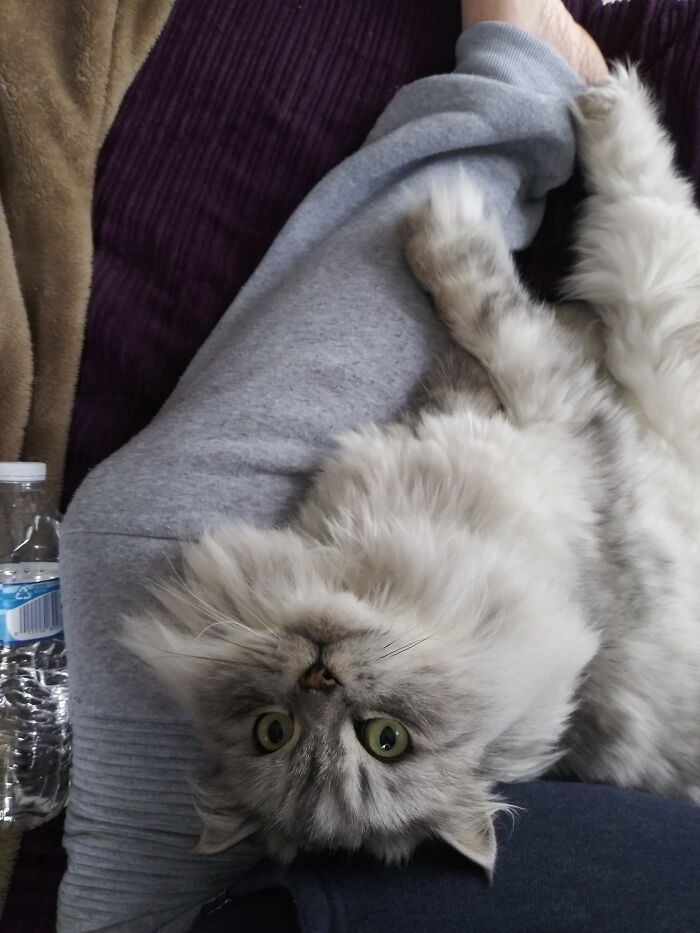 Peanut Is Calm Before The Attack On Mommy