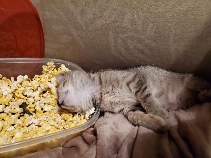 Muffin Hasn't Figured Out Popcorn Yet...