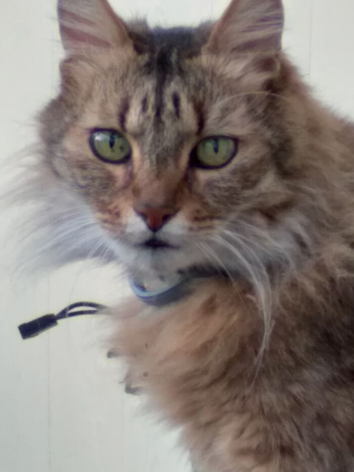 My Sweet Boy, Grady. The California State Cat. He Has Such Big Dreams!