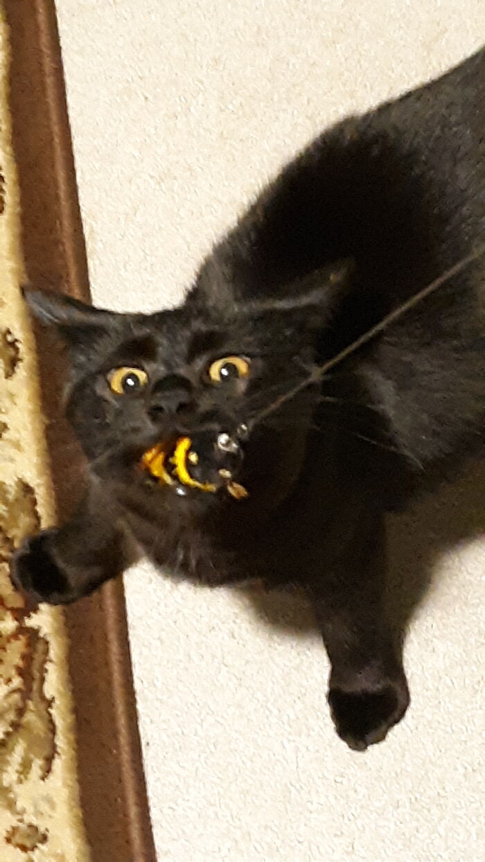 The. Beee. Is. Mine!