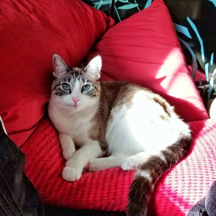 Lucy Lou Kitty, All Comfy On My, I Mean Our Bed!