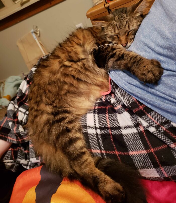 Mortimer Von Buttfedora