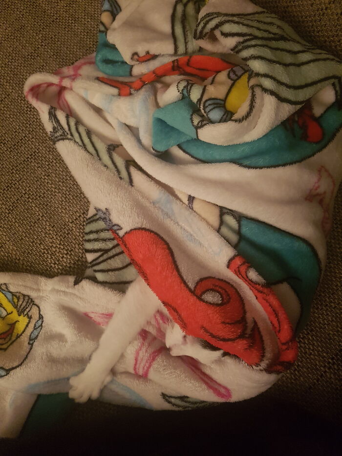 She Misuses The Dog's Blanket