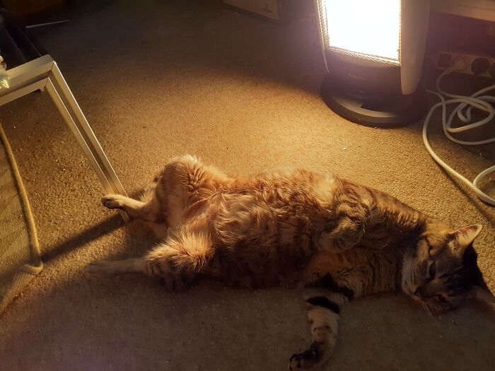 This Is Chopin. Just Took The Photo Of His Nap. This Is Pure Happiness.