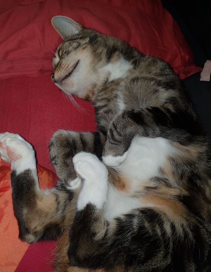 Rub My Belly, I Dare You...