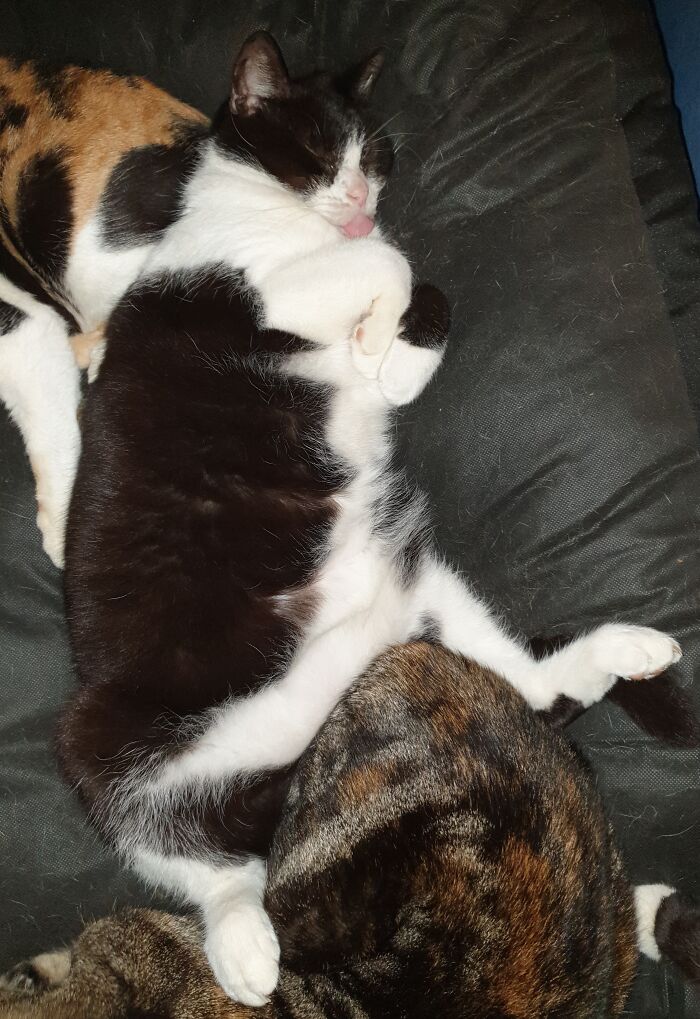 Grumps Sleeping Like A Derp