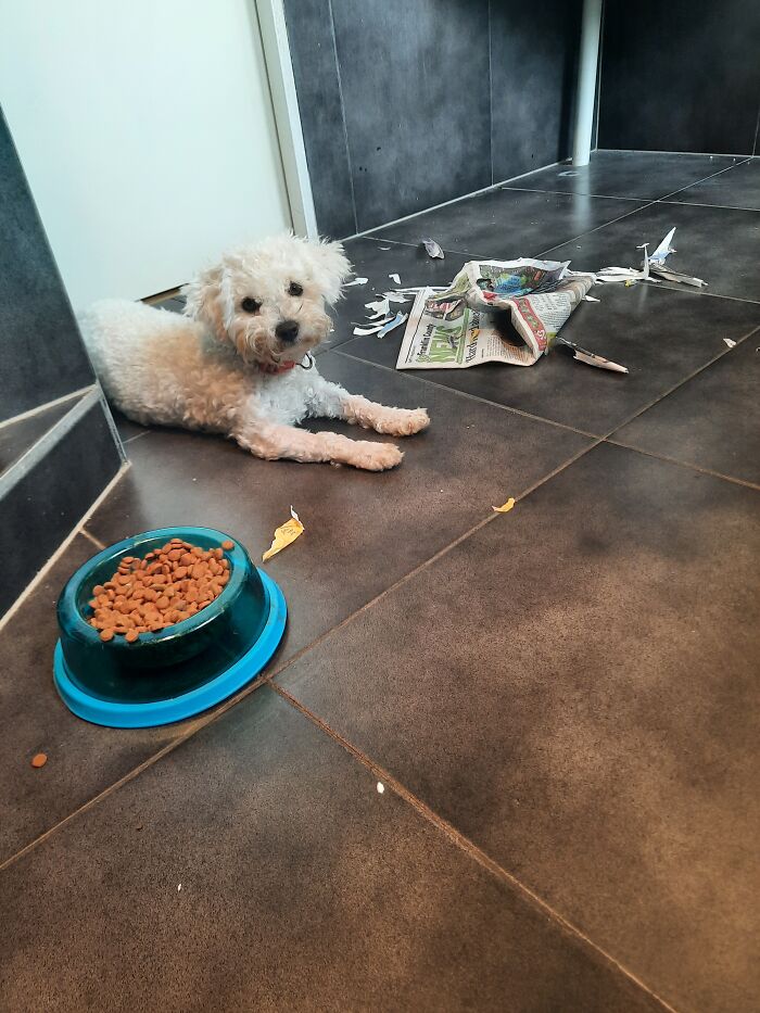 Luna Loves "Reading Papers "