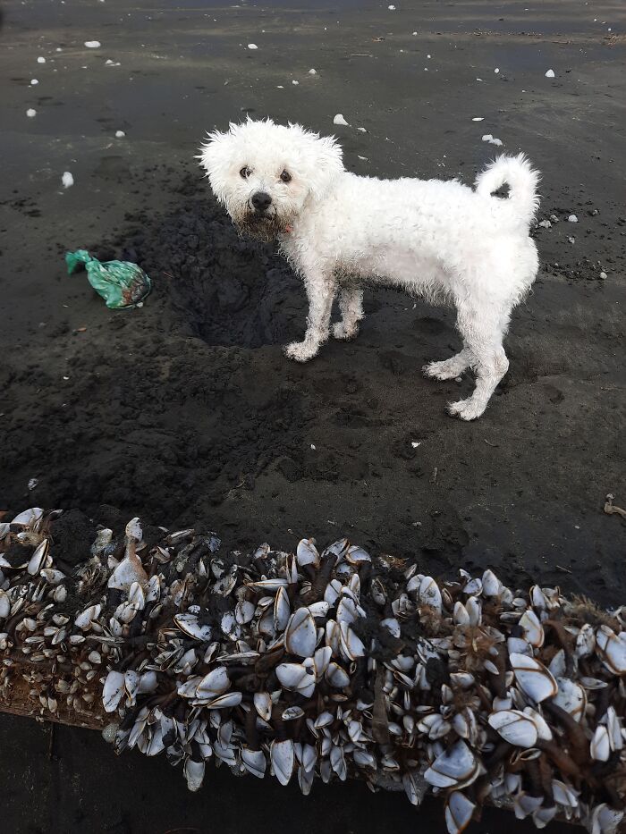 Playing In The Sand In Nz