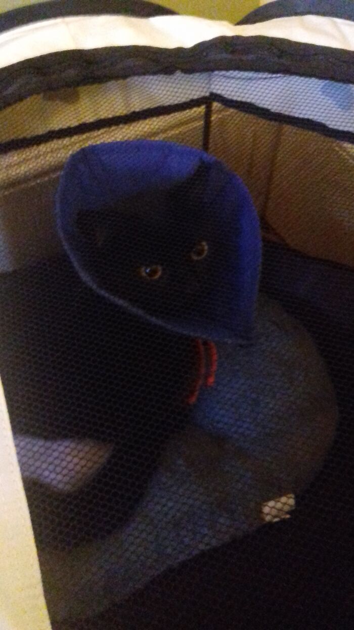 My Brave Little Pussy, With A Broken Pelvis Just Come Back From Surgery (She Had Been Gone For Two Days Then We Found Her)