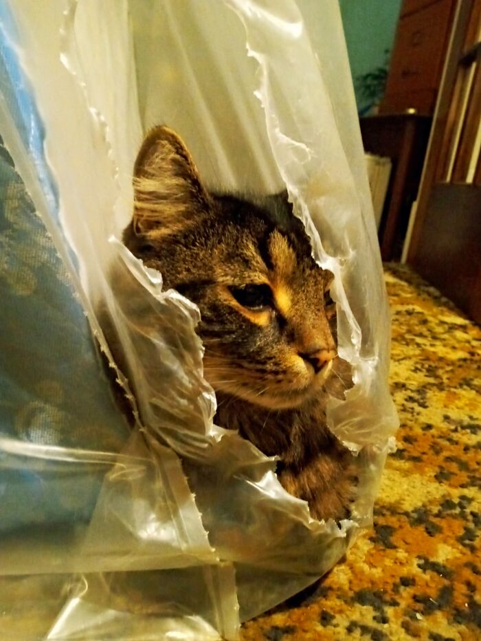 I Look Cute, But I'm Actually 23 Pounds Of Maine Coon Sass And Will Tear Through Anything Like The Kool-Aid Man