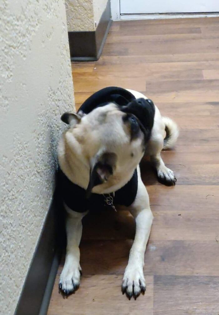 Peanut- After Chewing A Hole In The Wall