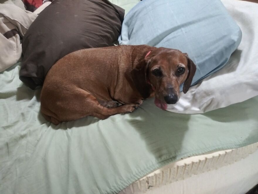 Buckeye. His Ex Owner Named Him After The Ohio State Buckeyes.