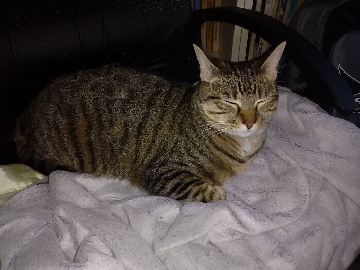 My Girl Nina Has Her Own Chair Next To Me In My Study, And She's Always By My Side When I'm Working Or Studying. She'll Cry If Another Cat Takes Her Chair