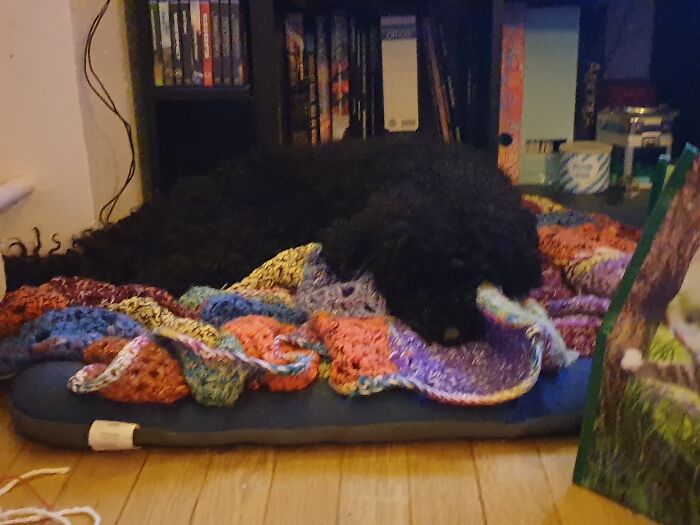 No Flokati But A Black Poodle Chillin'.