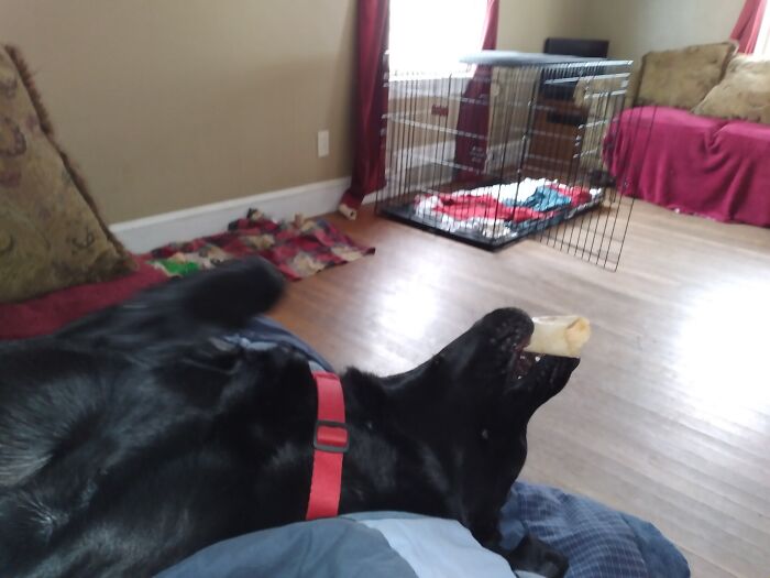 Bailey Being...well, Bailey💕🐕‍🦺