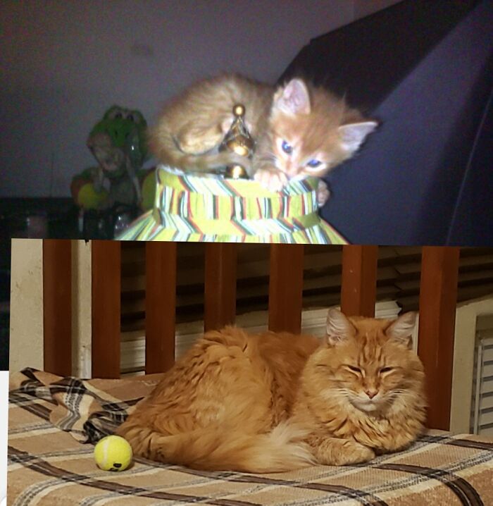 Spots! 10yrs Later. Handfed,sweetest Boy!!