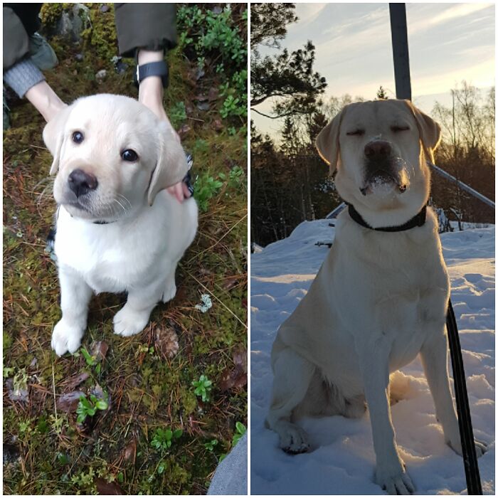 Onni (Luck) Is A Finish Labrador Retriever