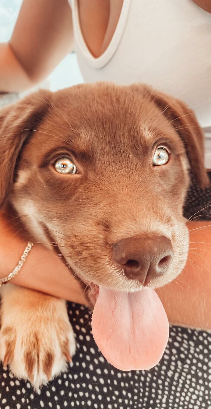 Dogs-Pretty-Eyes-Challenge-Facebook