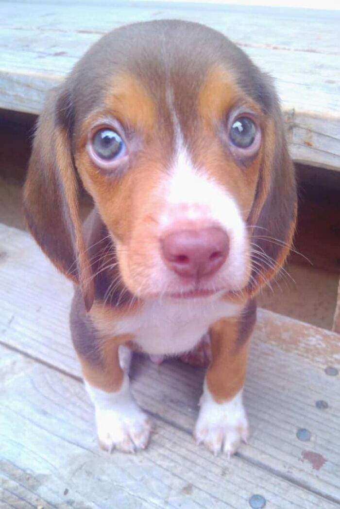 Dogs-Pretty-Eyes-Challenge-Facebook